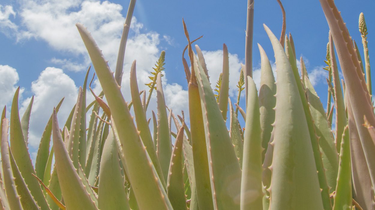 Wie Aloe Vera gegen Narben hilft - ALHYDRAN DE