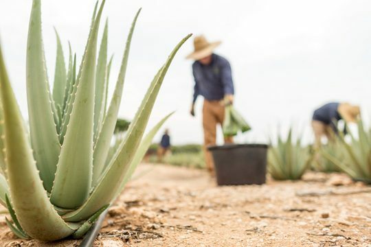 ALHYDRAN ingredienten Aloe Vera